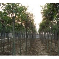 供应大叶女贞 高杆女贞 3公分4公分5公分6公分7公分8公分9公分