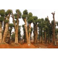 供应30公分移栽香樟