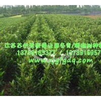 供应法国冬青绿篱，法国冬青批发，珊瑚树