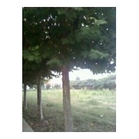 供应山东国槐 法桐 白腊、合欢、垂柳、南栾、北栾、青桐