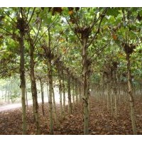 山东国槐 法桐 白蜡 垂柳