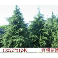 供应南京雪松，蜀桧，广玉兰，桂花，女贞，马褂木