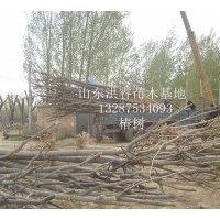 现货供应千头椿8-30公分3500棵