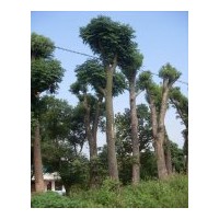 长期大量供应移植截杆香樟、骨架香樟，多杆香樟等大型绿化苗木