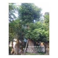 香樟树价格，香樟树价格（图）
