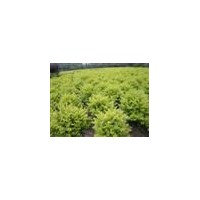 供应金叶女贞球
