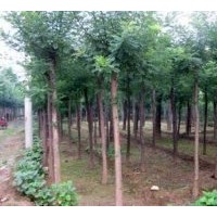 大量国槐、法桐、合欢、白蜡价格表