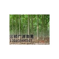 速生杨基地低价出售速生杨5-10公分