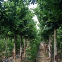 供应1-20cm法桐，法桐扦插条，法桐小苗，造型法桐