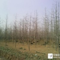 邳州银杏树供应基地