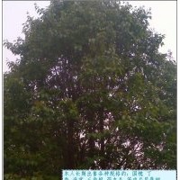 本人长期出售海棠 丁香 三角枫 药木瓜等成品树木