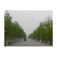 本苗圃供应银杏树1-80公分银杏种包成活