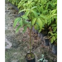 供应大量美丽异木棉