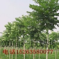 椿树基地.毛白杨.１０７杨.白蜡.柳树.国槐.法桐.合欢.