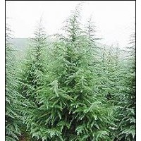 供应雪松，北京桧，百日红，黄杨球