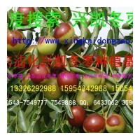 出售自育优质冬枣苗木100多亩