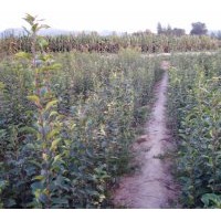 供应海棠树苗 规格齐全