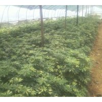 大量供应鸭脚木带苗 八角金盆30-60高度带苗