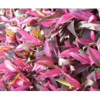 出售灌木朱焦高度：40-50公分