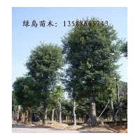 花梨木供应，求购花梨木请到金华绿岛苗木基地