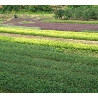 供应金叶女贞，龟甲冬青，红花继木。