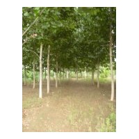 供应法桐 造型法桐，白蜡；国槐；柳树；五角枫