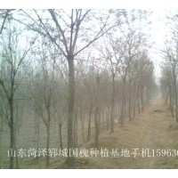 供应国槐 龙爪槐，白蜡，大叶女贞，垂柳千头春，木瓜树