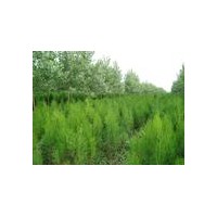 山西侧柏苗基地白皮松、华山松、油松、雪松、桧柏、侧柏、冬青、