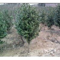 供应各类规格茶花，茶梅