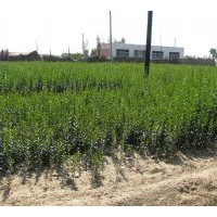 供应五角枫 蒙古栎 油松等