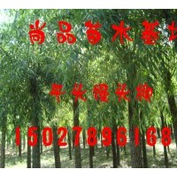 大量供应二次定干速生柳、垂柳、馒头柳、金丝垂柳等工程苗木