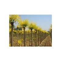 常年供应大乔木：速生柳 馒头柳 垂柳 金叶榆 火炬 国槐 金叶槐