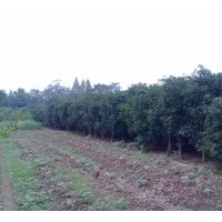 供应桂花 金桂 四季桂 各种规格桂花