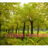 供应金枝国槐