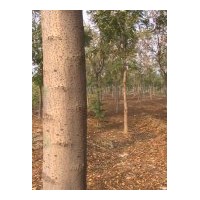 供应法桐 提示：恶意提价将会导致法桐滞销