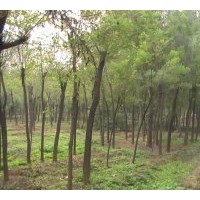 法桐移栽以中小规格为主