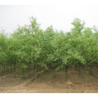 速生柳 河北博野速生柳价格