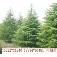 供应雪松、蜀桧、龙柏、红叶石楠、香樟等