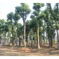 湖南香樟基地大量供应香樟