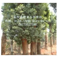 香樟价格|香樟树价格|香樟报价|香樟的价格|香泡树价格|湖南香樟
