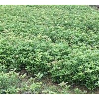 销售桂花1-2年生小苗4-40公分的金桂、丹桂、朱砂
