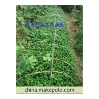 最新北海道黄杨价格行情、花椒苗、桃树苗、侧柏苗、龙柏苗