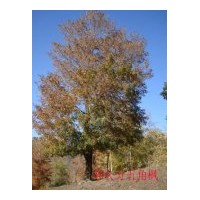 优质绿化苗木：油松，樟子松，五角枫，蒙古栎，水曲柳，云杉