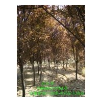 供应红叶李紫叶李 规格齐全