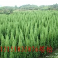 供应蜀快，燕尾，萱草，麦冬，草坪，红叶小檗，