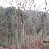 湖北宜昌三峡鑫林苗圃低价供应8公分以上全冠、移植栾树