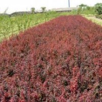 批发红叶小檗.红王子锦带.红叶石楠.金叶女贞.