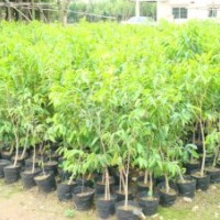 沉香大杯苗出售