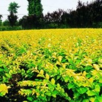 供应苗木-金叶女贞，红叶小檗，红王子锦带，红叶石楠