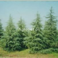 供应苗木-大叶女贞，合欢，迎春，棣棠，连翘